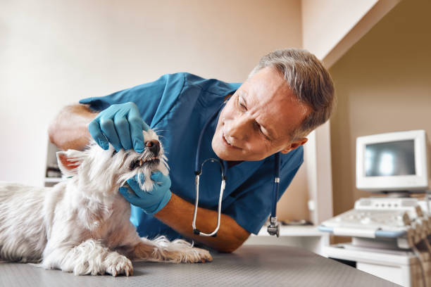 Best After-Hours Emergency Dentist in Mount Pleasant, SC